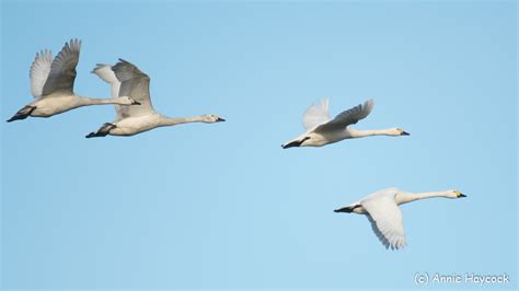 Bewick Swan – 1894 – Pembrokeshire Avifauna