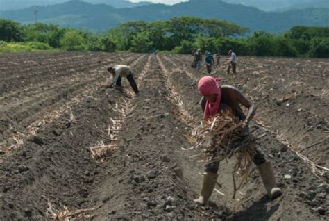 Fedeagro Advierte Que Producción Agrícola Se Ve Afectada Por Falta De Insumos