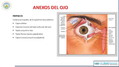 Silencio Horror Punto Muerto Anatomia Del Globo Ocular Y Sus Anexos