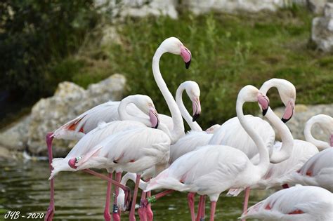 Le Flamant Rose Le Plus Grand Des Flamants