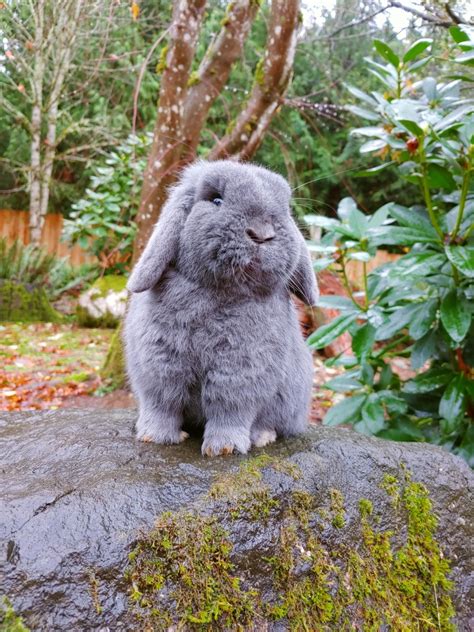 8 Blue Fawn Harlequin Holland Lop Tuckerdarcy