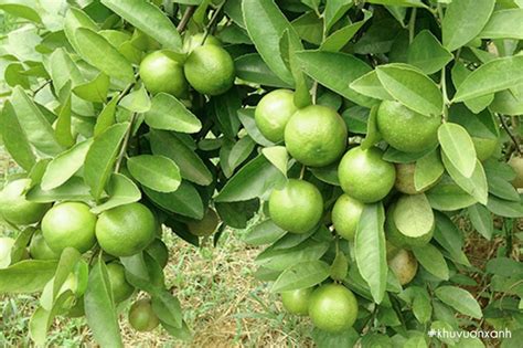 Cây Chanh Đặc điểm Phân Loại Giống Và Cách Trồng Cây Sai Trĩu Quả