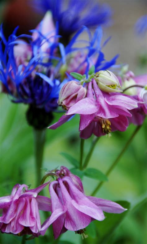 Columbine Flower Pink Free Image Download