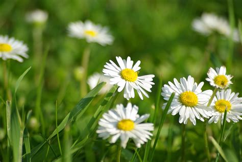 Natur Blumen Sommerblumen Weiße Kostenloses Foto auf Pixabay Pixabay