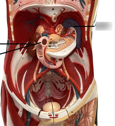 Abdomen And Pelvic Floor Muscles Diagram Quizlet