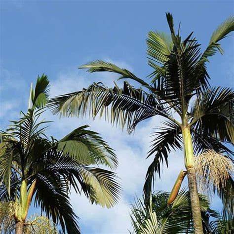 Archontophoenix Alexandrae King Palm Position Watering