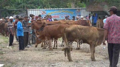 Jelang Idul Adha 2024 Harga Hewan Kurban Sapi Di Lamongan Naik Hingga