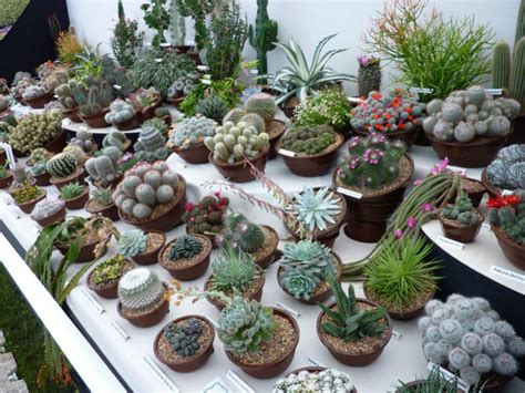 Introduction To Cacti And Succulents World Of Succulents