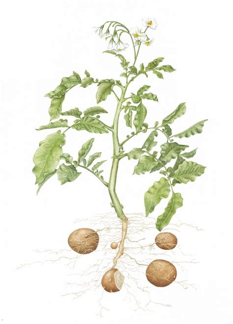 Solanum Tuberosum Drawing