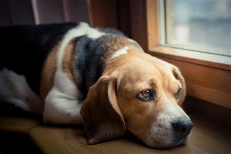 Rugletsel Bij Honden Oorzaken Preventie Tekens En Behandeling