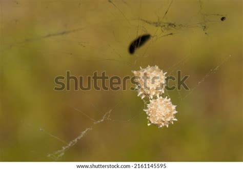 Southern Black Widow Spider Eggs Stock Photo 2161145595 | Shutterstock