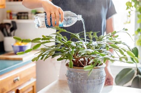 El abono casero y efectivo que hará florecer tus plantas