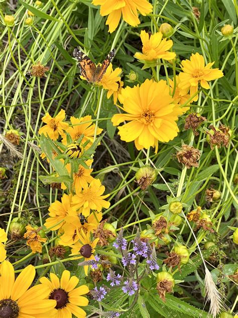 Northern Neck Native Plant Trail — Northern Neck Native Plant Society