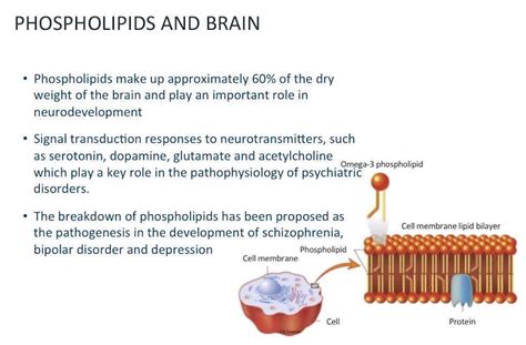 Antiphospholipid Syndrome And The Brain Neuropsychiatry Of Aps