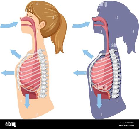 Mechanism Of Breathing Inhale And Exhale Illustration Stock Vector