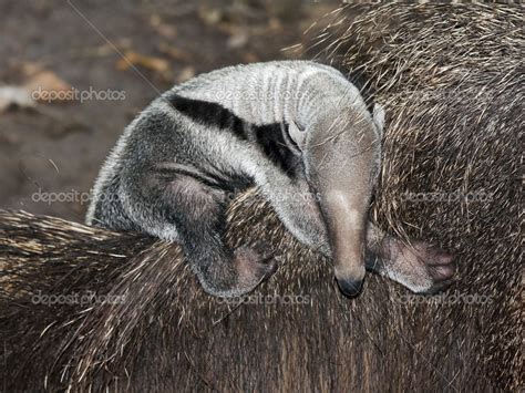 Anteater baby Stock Photo by ©belizar 34657335