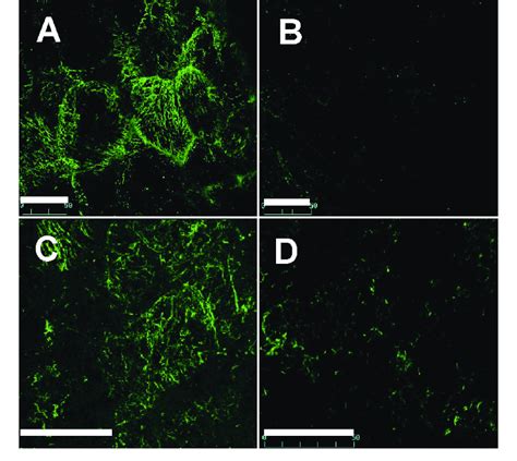 Structure Of Microtubules And Microfilament Arrays In Developing Rice