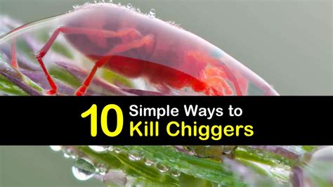 10 Simple Ways to Kill Chiggers