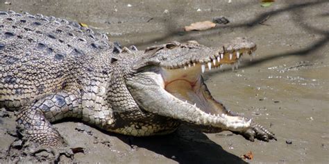 Whitsunday & Airlie Beach Crocodile Safari - Everything Australia