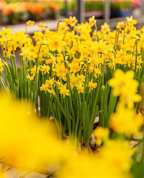 Voici Comment Planter Les Bulbes De Printemps En Octobre