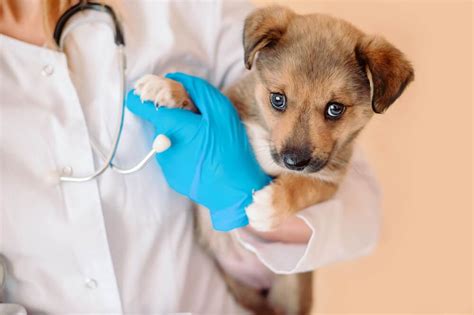 Your Guide to First-Year Puppy Vaccines - Ollie Blog