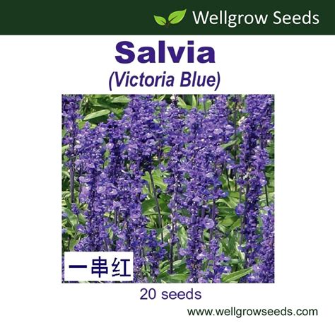 Salvia Victoria Blue Mealy Cup Sage Seeds