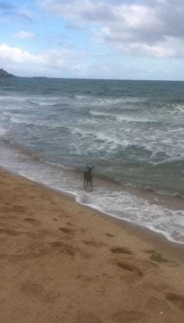 Tekirda N Saray Il Esinde Bir Karaca Yavrusu Sular N I Inde Ko Arken