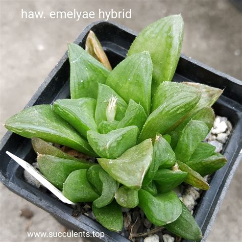 Haworthia Emelyae Hybrid — Cactus Shop