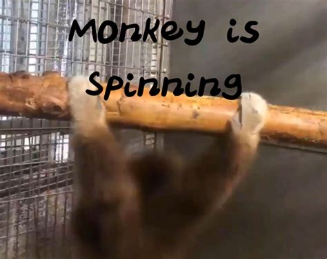 Monkey is Spinning by DaGammla