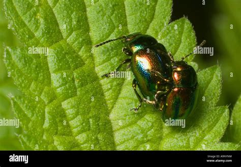 Rainbow Leaf Beetle Chrysolina Cerealis Pair Mating On Nettle Leaf W