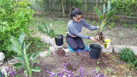 Transplanting Hostas Orange Bird Of Paradise Youtube