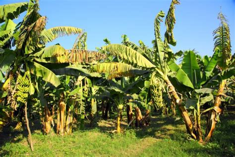 African banana plantation Stock Photos, Royalty Free African banana ...