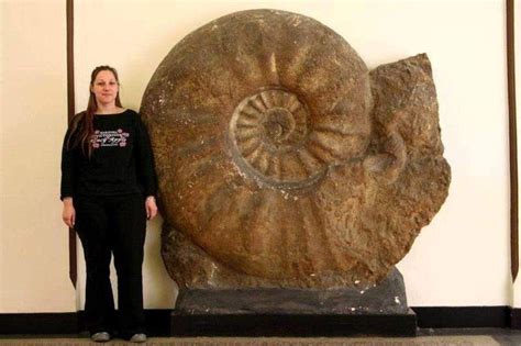 The Largest Ammonite Ever Found | Geology In | Dinosaur fossils ...