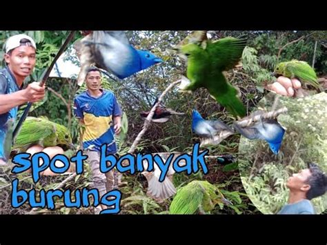 Spot Banyak Burung Di Sini Mikat Burung Konin Malah Bonus Cucak Ijo