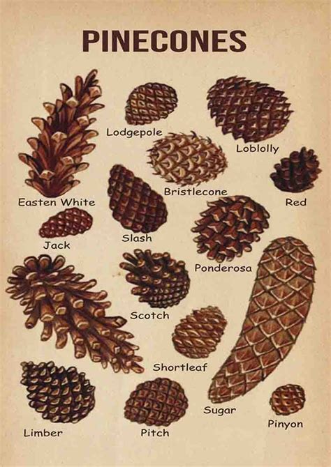 Types Of Pine Cones