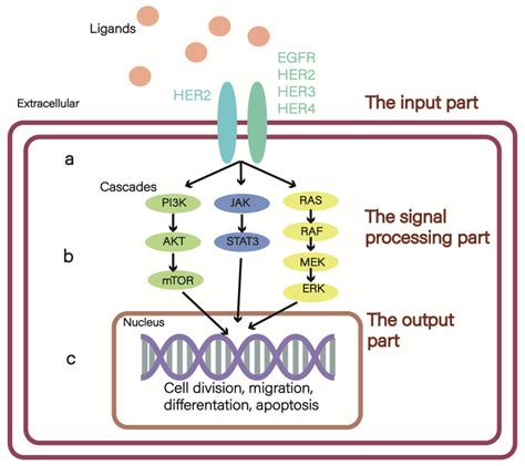 erbb network   input part    receptors