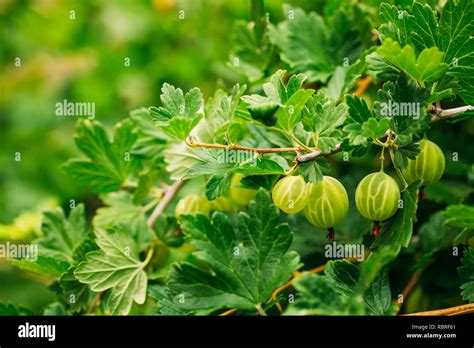 Fresh Green Gooseberries Growing Organic Berries Closeup On A Branch