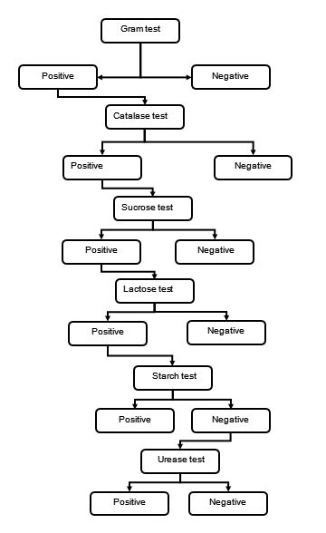 Identification Of Staphylococcus Aureus Unknown A Gram Positive