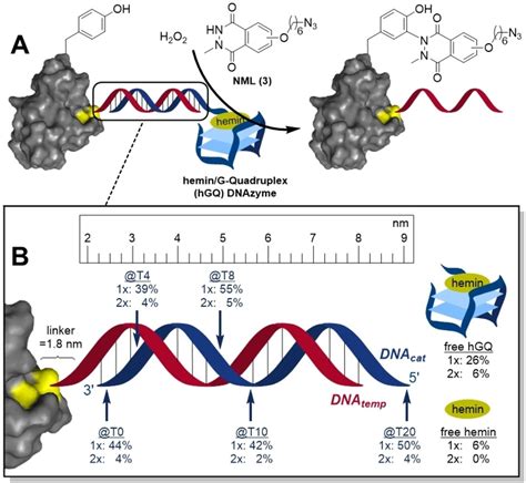 Calibrating Catalytic Dna Nanostructures For Siteselective Protein