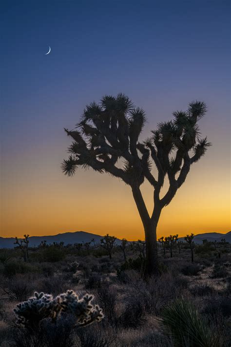 Joshua Tree Moonset At Dusk Fine Art Photo Print Photos By Joseph C