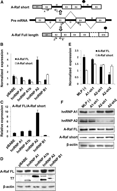 Splicing Factor Hnrnp A Activates The Ras Mapk Erk Pathway By