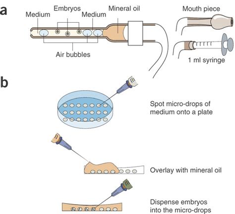 Manipulation Of Mouse Embryos Adapted From Ref 9 A Transferring