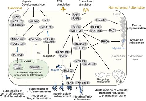 Frontiers Mst12 Balance Immune Activation And Tolerance By