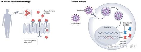 Rna靶向基因激活疗法 知乎