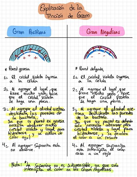 Cuadro Comparativo De Celulas Kulturaupice