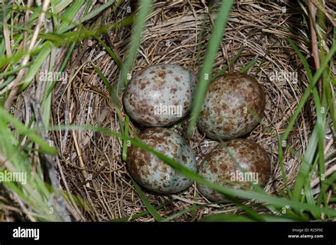 Blackbird Egg Stock Photos Blackbird Egg Stock Images Alamy