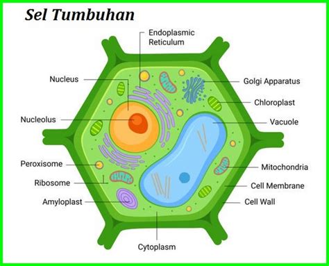 detail gambar sel tumbuhan  hewan beserta keterangannya koleksi nomer