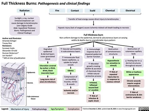 Full Thickness Burns Pathogenesis And Clinical Findings Calgary Guide