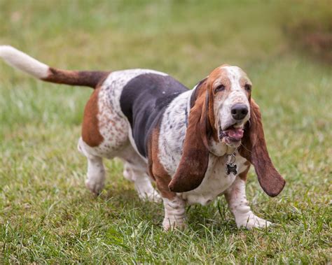 Basset Hound wallpapers, Animal, HQ Basset Hound pictures | 4K ...