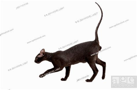 Cat Peterbald Black Kitten Stock Photo Picture And Rights Managed